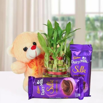 Teddy Chocolate With Plant